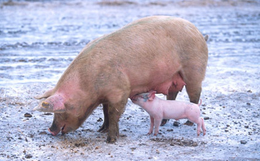 Emakko ja possu. Kuva: <span class="photographer"><A HREF=http://en.wikipedia.org/wiki/File:Sow_with_piglet.jpg>Wikimedia Commons</A></span>