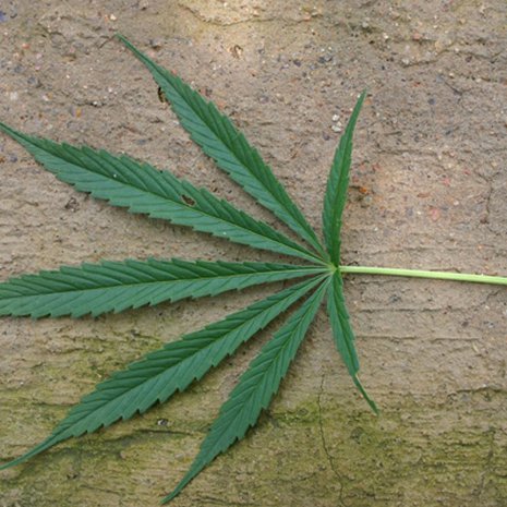 Kannabis voi olla hyvä lääke, mutta viihdekäyttöä on vaikea pitää riskittömänä. Hampun kuva: Wikimedia Commons