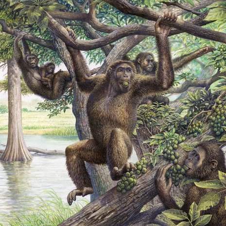 Taiteilijan näkemys kadonneesta dryopithecus-apinasta, joka eli mioseenikaudella. Ajanjakso oli noin 5–23 miljoonaa vuotta sitten. Kuva: <span class="photographer">John Sibbick / Science Photo Library</span>