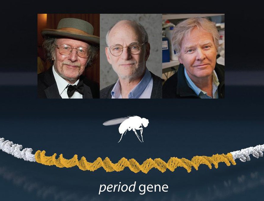 Nobel-palkinnon Twitter-sivulla julkaistu kuvakombo maanantaina palkitusta kolmikosta Jeffrey C. Hall, Michael Rosbash ja Michael W. Young. Kuva: <span class="photographer">The Nobel Prize / Twitter</span>