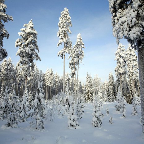 Kuva: <span class="photographer">Reijo Hietanen</span>