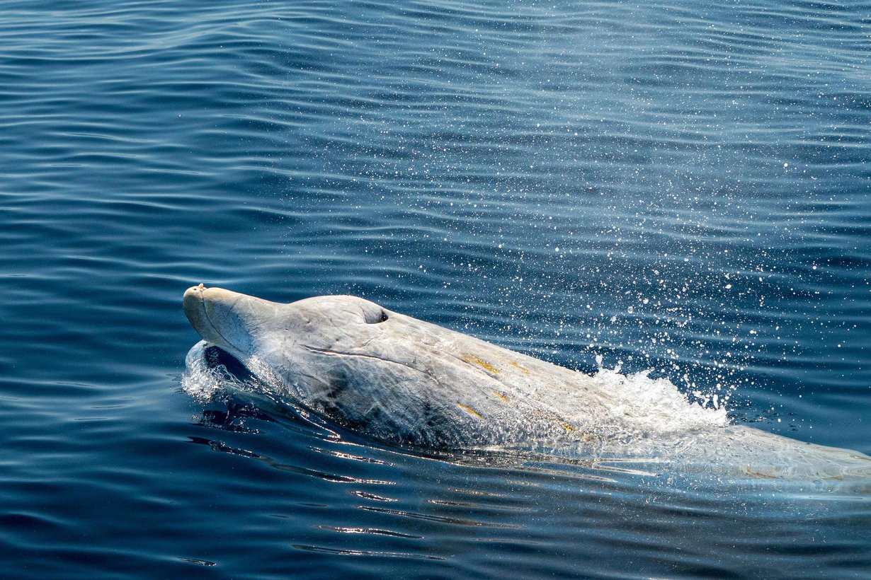 Tavanomainen sukellus kestää tunnin, mutta ennätys osoittaa, että hanhennokkavalas voi pidättää hengitystään paljon kauemmin. Kuva: Shutterstock