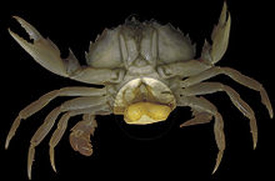 Taskuravun alta paljastuu loisen sukurauhaset. Kuva: <span class="photographer">Hans Hillewaert / Wikimedia Commons</span>