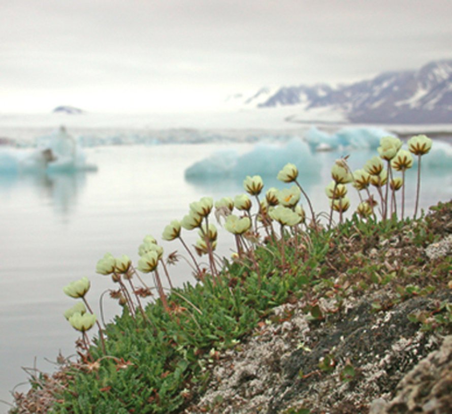 Lapinvuokko muutti Huippuvuorille Venäjältä. Kuva: <span class="photographer">Bjørn Erik Sandbakk</span>