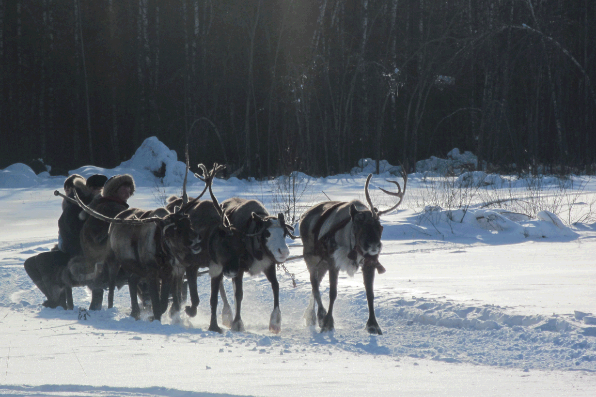 Poromiehet tietävät, milloin pysähtyä. Kuva: Elen Schurova/Wikimedia Commons