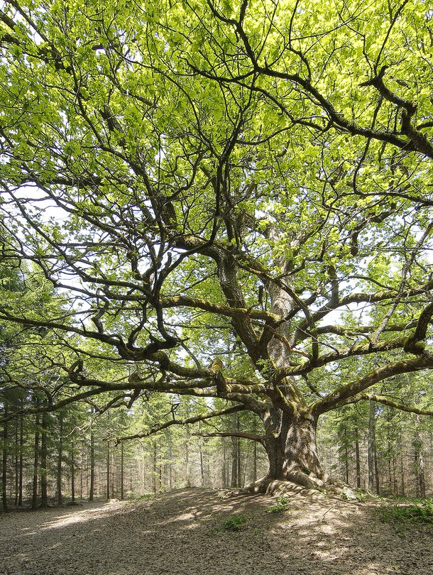 Paavolan tammi Lohjalla on suosittu retkeilykohde.