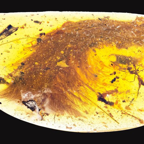Ainutlaatuinen dinosauruksen häntä odotti löytäjäänsä Myanmarin meripihkatorilla. Kuva: <span class="photographer">Royal Saskatchewan Museum (RSM/ R.C. McKellar)</span>