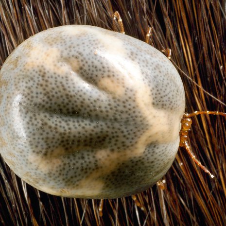 Paremman puutteessa maistuu monille. Kuva: <span class="photographer">SPL / MVPhotos</span>