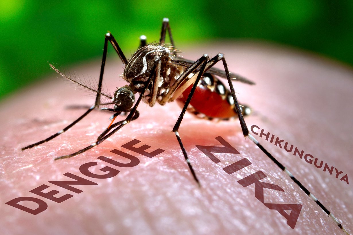 Hyttyssodan pääkohde on keltakuumehyttynen Aedes aegypti, joka levittää monia vakavia virustauteja. Kuva: Science Photo Library / MVPhotos