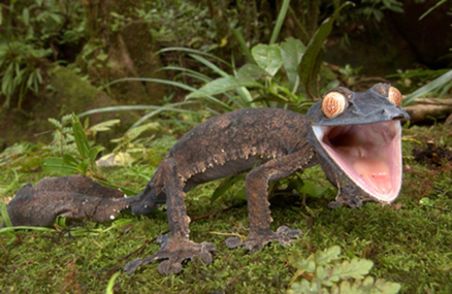 Madagaskarin harvinaisuuksiin kuuluva <i>Uroplatus fimbriatus</i> -gekko. Kuva: <span class="photographer">Piotr Naskrecki</span>