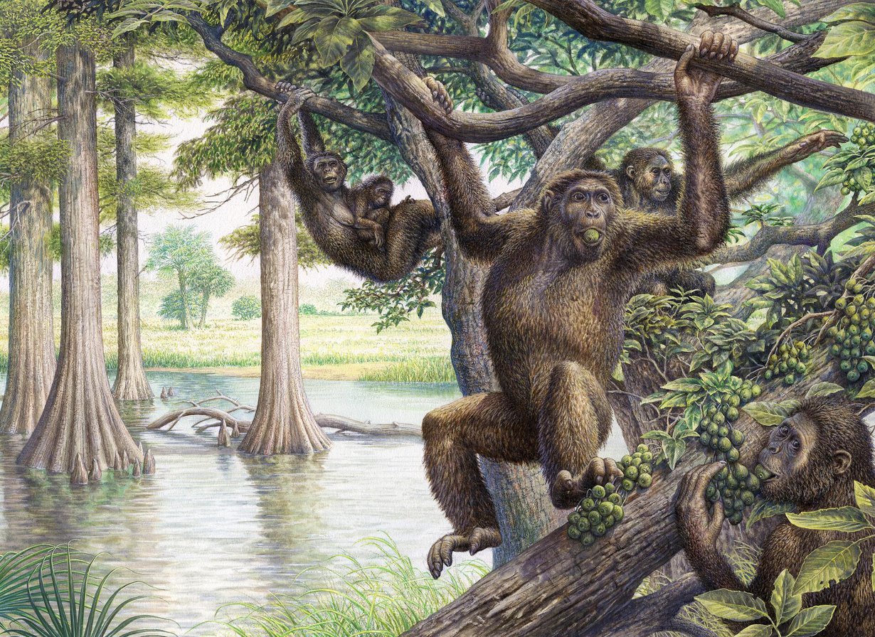Taiteilijan näkemys kadonneesta dryopithecus-apinasta, joka eli mioseenikaudella. Ajanjakso oli noin 5–23 miljoonaa vuotta sitten. Kuva: John Sibbick / Science Photo Library