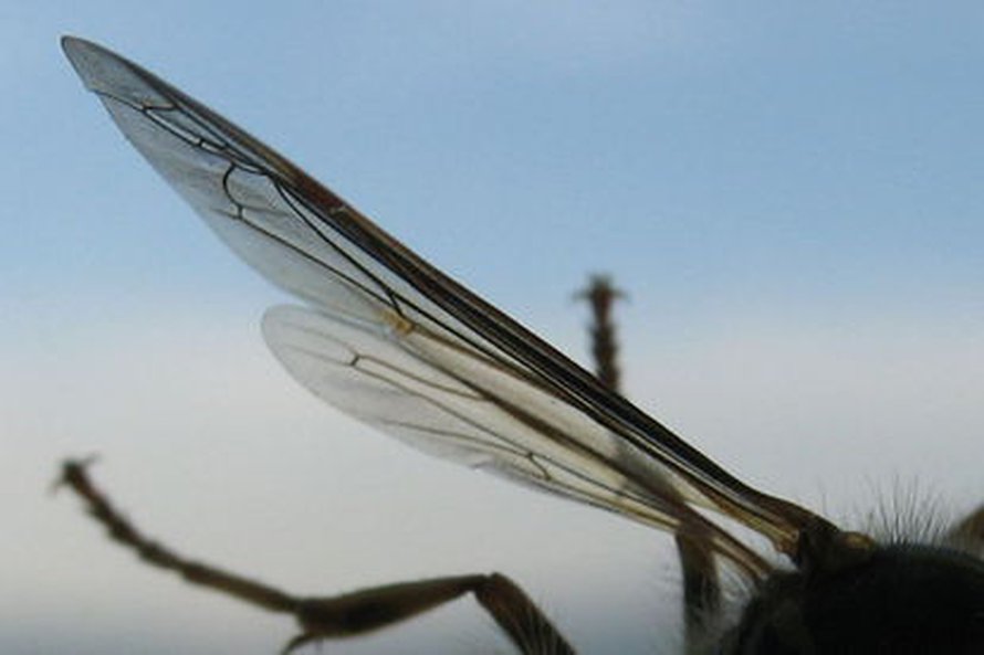 Mehiläisen siipi. Kuva: <span class="photographer">Wikimedia Commons</span>