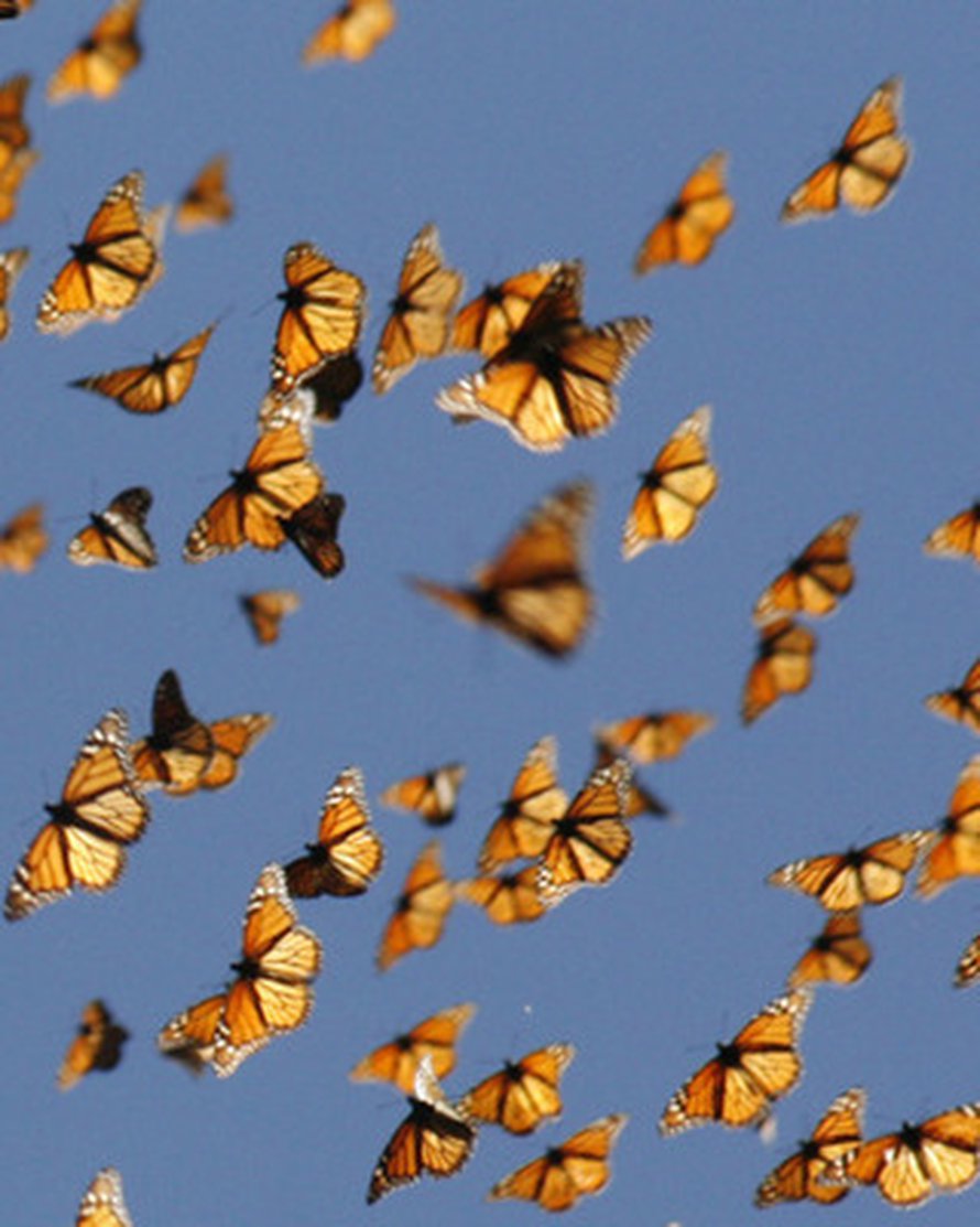 Monarkkiperhosia muuttolennolla. Kuva: <span class="photographer">Monarch Watch/Chip Taylor</span>