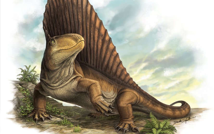 Dimetrodon, dinosauruksiakin oudompi ja muinaisempi. Kuva: <span class="photographer">Danielle Dufault</span>