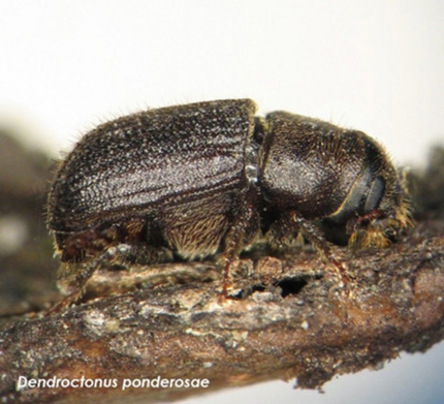 Vuoriston mäntykuoriainen (<i>Dendroctonus ponderosae</i>) on vain riisinjyvän kokoinen.
Kuva: <span class="photographer">Doug Linton, Natural Resources Canada</span>