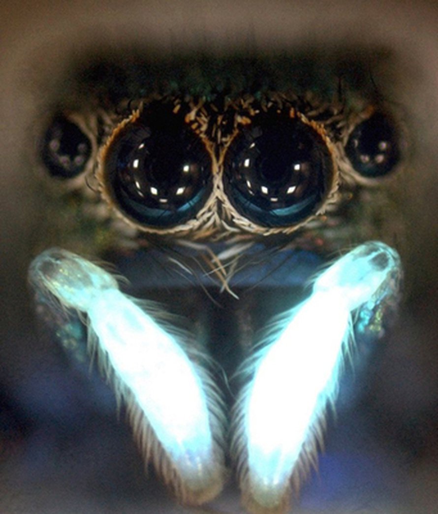 Cosmophasis umbratica näkee partnerin UV-valossa hohtavat ruumiinosat. Kuva: <span class="photographer">Matthew L.M. Lim and Daiqin Li</span>