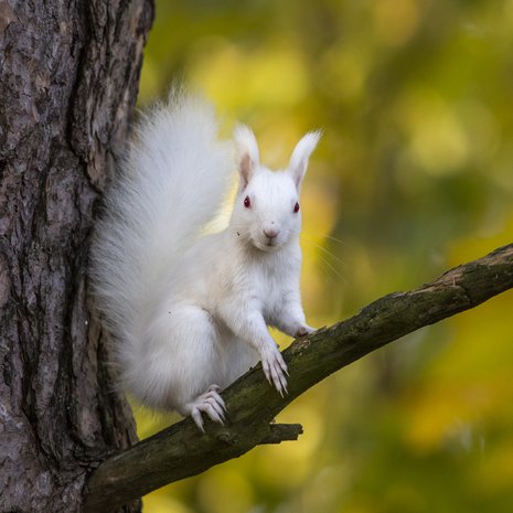Albiino orava tarkkailee ympäristöään. Myöhemmin samanaaras kisaili ruskean lajitoverin kanssa ja rakensi ahkerasti uutta pesää. Kuva: <span class="photographer">Esko Inberg</span>