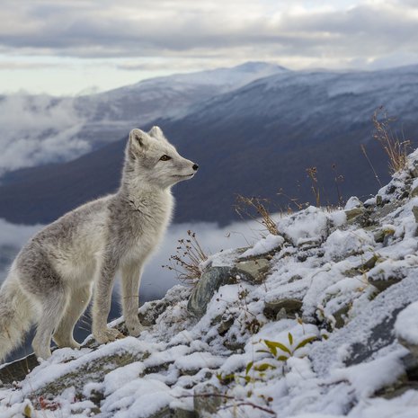 Naalin eli napaketun varhainen muoto eli neljän kilometrin korkeudessa. Kuva: <span class="photographer">Nature Picture Library/MVPhotos</span>