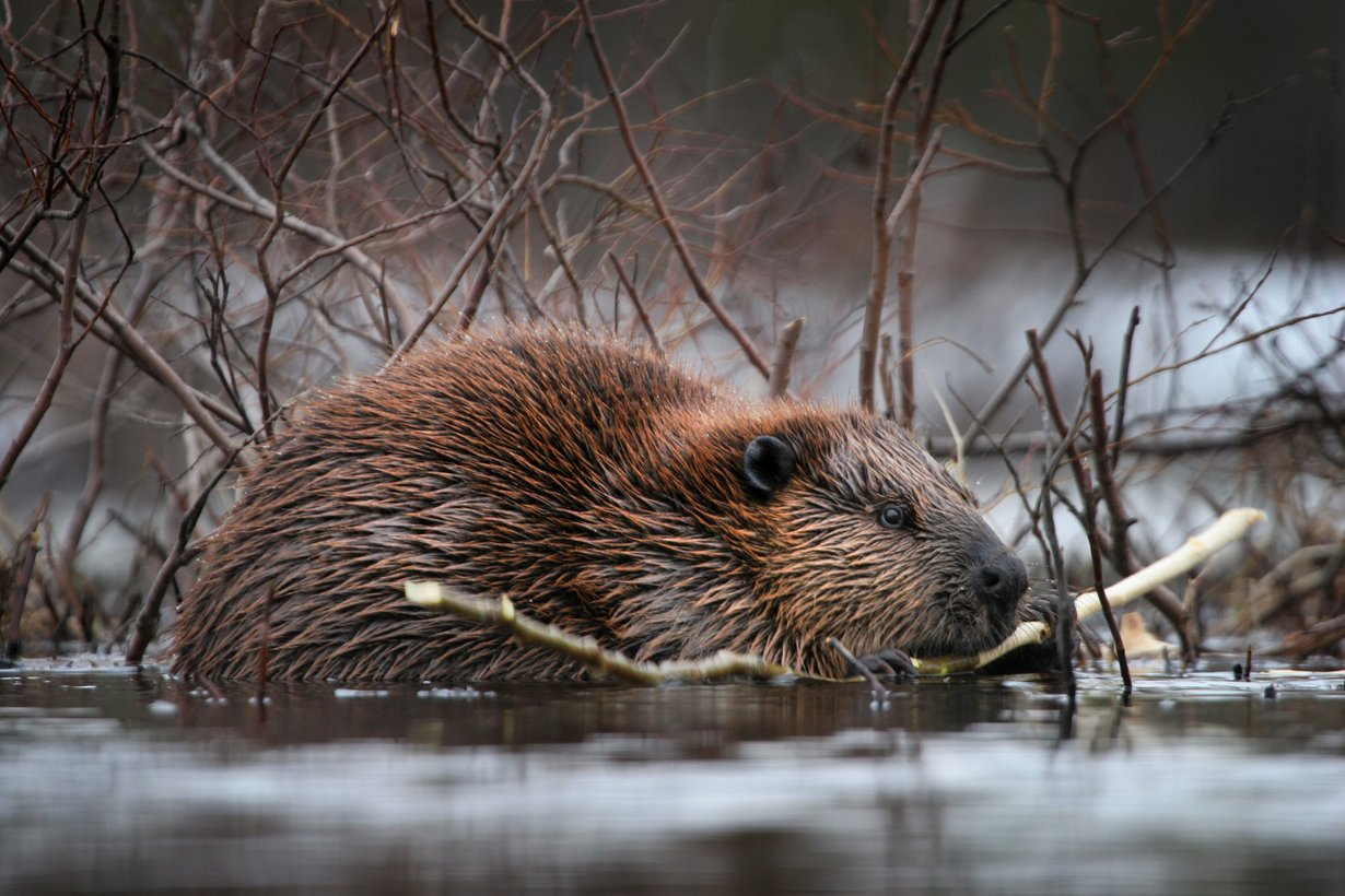Keväällä on parhaat mahdollisuudet nähdä majava liikkeellä valoisaan aikaan.