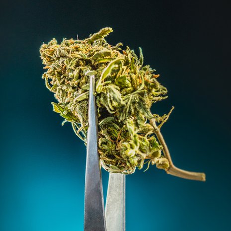 Vaikka jotkut potilaat hyötyvät kannabiksesta, lääkevalmisteiden teho on keskimäärin vaatimaton. Kuva: <span class="photographer">Getty Images</span>