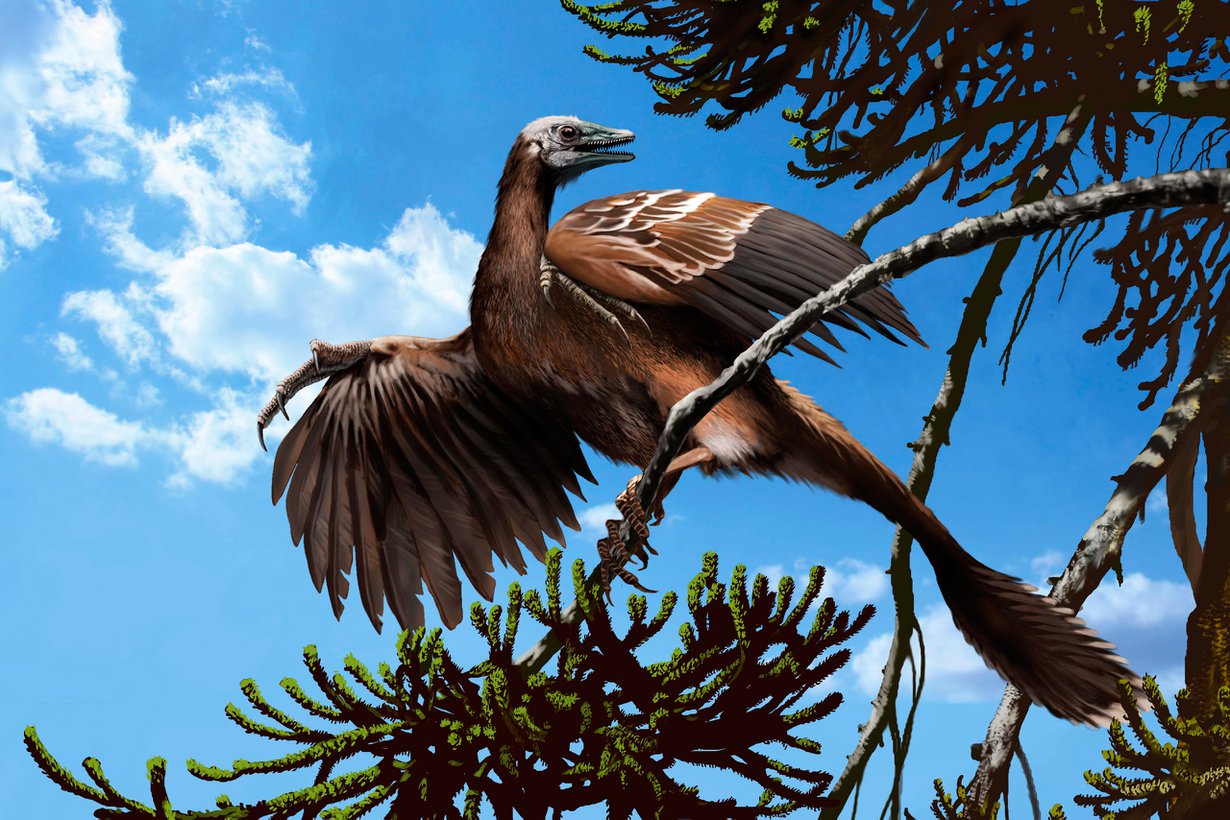 Ensimmäisten joukossa siivilleen nousi Archaeopteryx. Sillä oli vielä pitkä matelijanhäntä. Kuva: SPL/MVPhotos