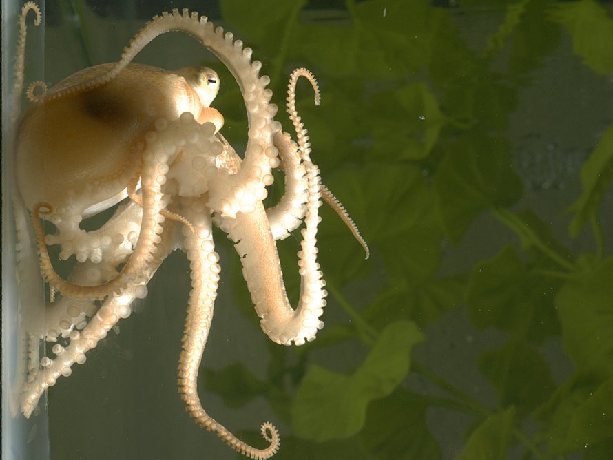 Tutkittu mustekala on englanninkieliseltä nimeltään California two-spot octopus. Kuva: <span class="photographer">Michael LaBarbera</span>