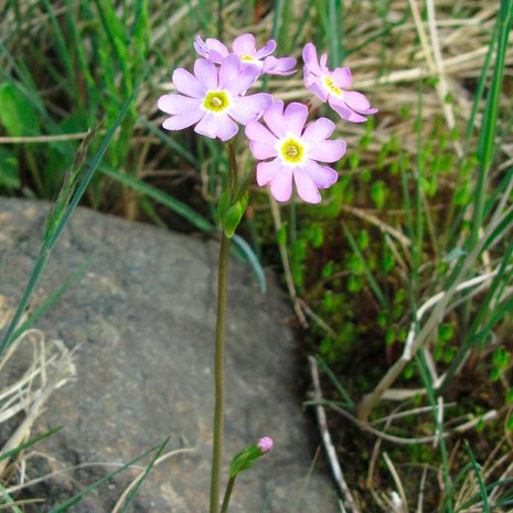 Ruijanesikko kasvaa rantaniityillä, jotka aika ajoin peittyvät veden alle. Kuva: <span class="photographer">Wikimedia Commons</span>