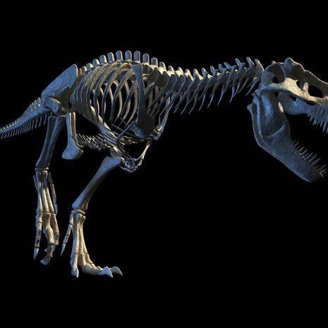 Tietokonemallinnus Tyrannosaurus rexin luurangosta. Kuva: <span class="photographer">Leonello Calvetti / Science Photo Library</span>