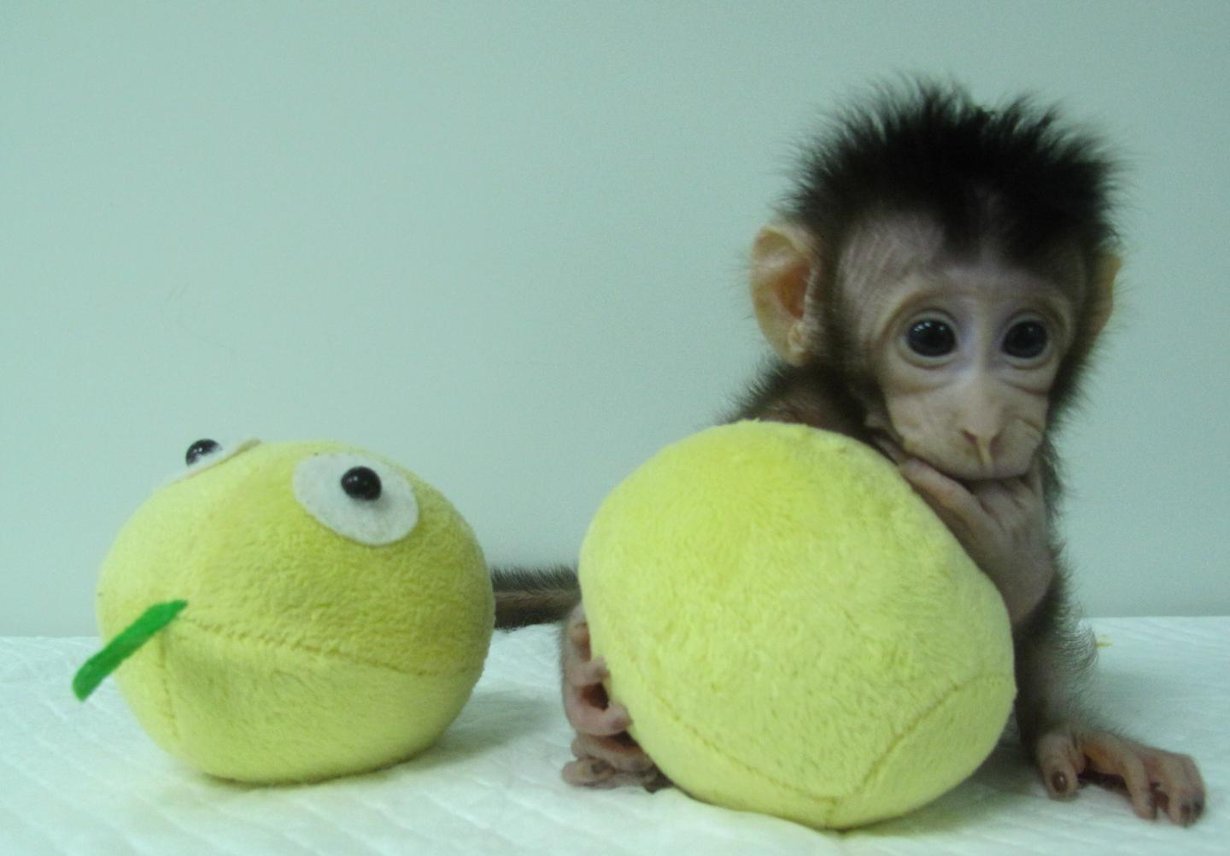 Hua Hua on toinen kloonatuista apinoista. Kuva: Qiang Sun and Mu-ming Poo / Chinese Academy of Sciences