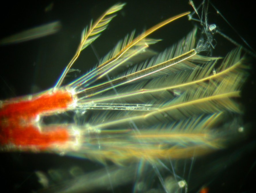 Neocalanus -hankajalkaiset piileskelevät päivisin luoteisen Tyynenmeren syvyyksissä ja nousevat öisin pintaan syömään. Kuva: <span class="photographer">Mary Wilcox Silver, University of California, Santa Cruz</span>