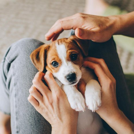 Koirat muodostavat ihmisiin sidettä muun muassa katsekontaktin avulla, mutta mahdollisesti myös kyynelin. Kuva: <span class="photographer">Shutterstock</span>