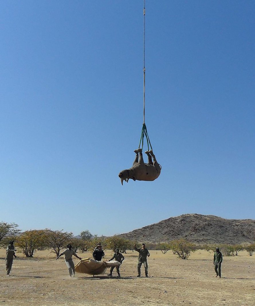 Sarvikuonoja pitää välillä siirtää suojelun merkeissä uuteen elinympäristöön. Kuva: <span class="photographer">Namibian ympäristöministeriö</span>
