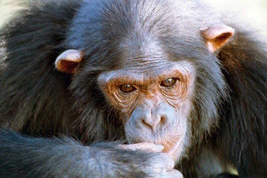 Kuva: <span class="photographer">Max Planck Institute for Evolutionary Anthropology/Esther Herrmann</span>