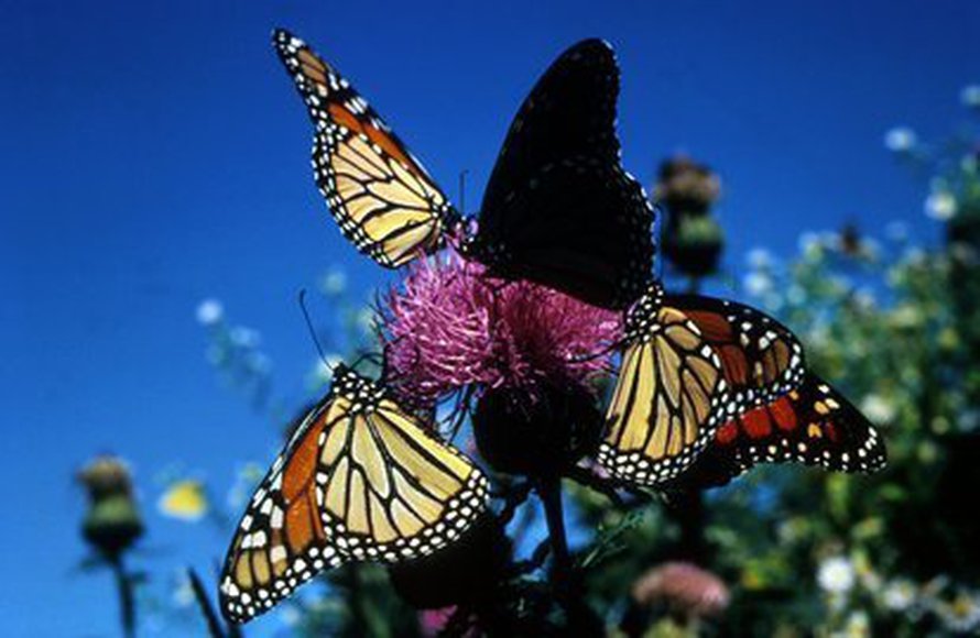 Kuva: <span class="photographer">USFWS</span>