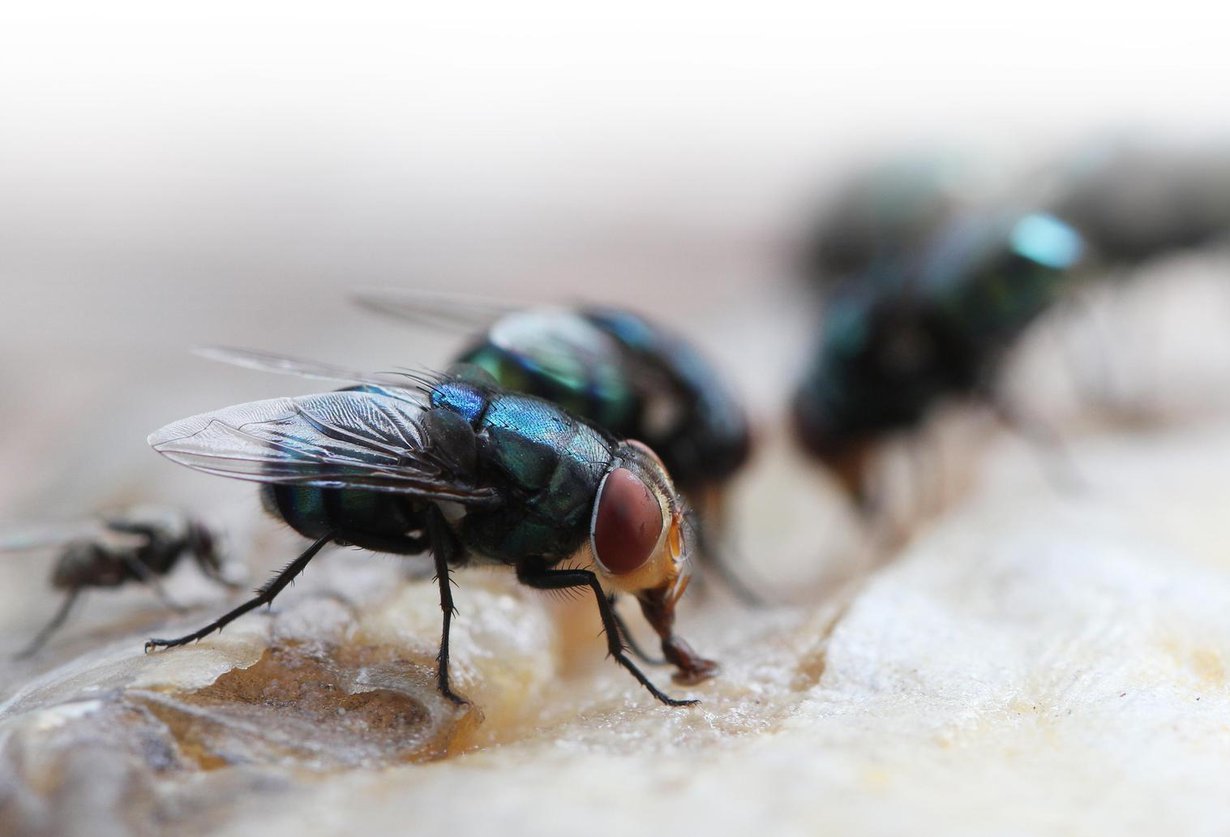 Karjalassa kärpänenkin kävi rakkaaksi. Kuva: Shutterstock