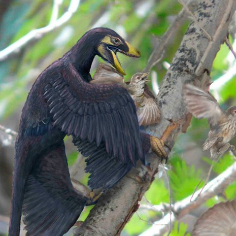 Mahdollinen kohtaus liitukaudelta 120 miljoonan vuoden takaa: höyhenpukuinen Microraptor-dino saalistaa varhaisia Sinornis-lintuja. Kuva: <span class="photographer">Brian Choo</span>
