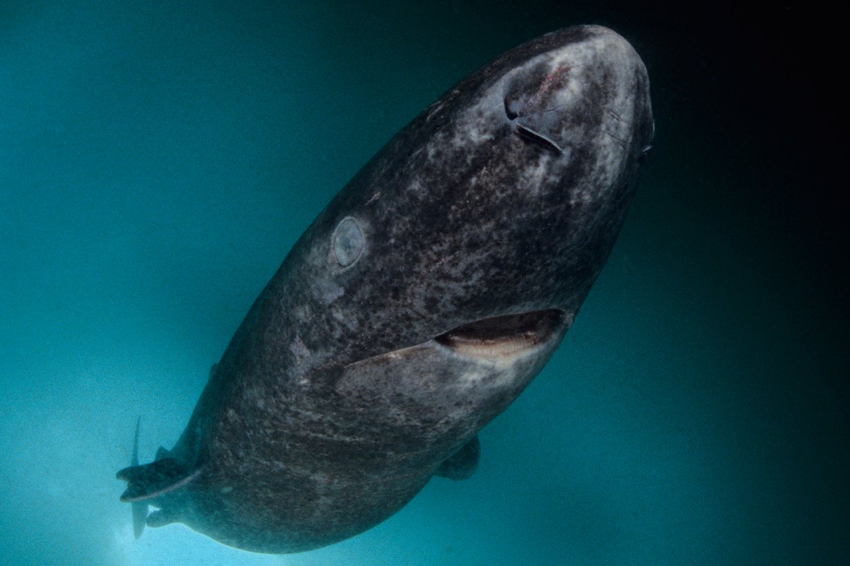Selkärankaisten ikäkuningas jäähai, Somniosus microcephalus, ui arktisissa vesissä. Lajin vanhin tunnettu yksilö syntyi 1600- luvulla. Kuva: Getty Images