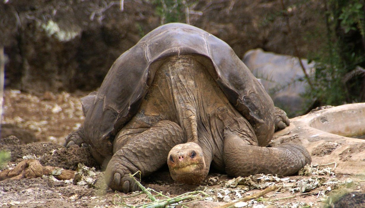 Lonesome George eli satavuotiaaksi. Kuva: Wikimedia Commons