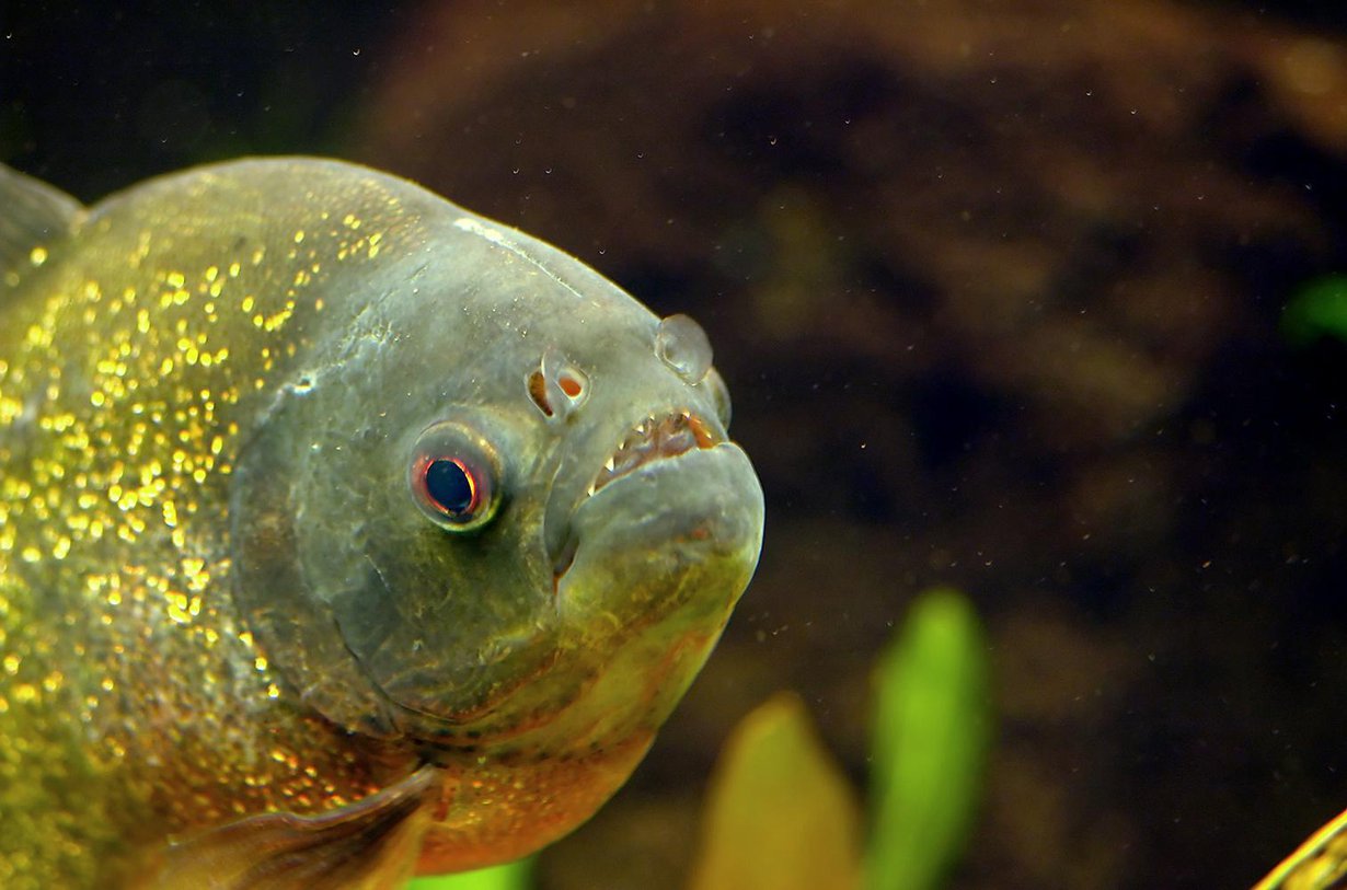 Punapiraijat elävät Amazonin vesistöissä. Kuva: Tino Strauss / Wikimedia Commons