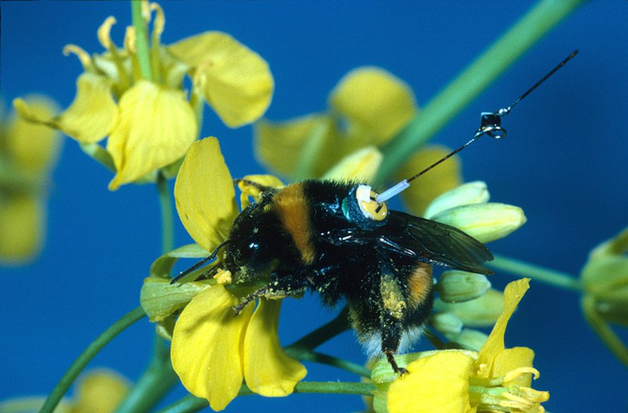 Lähettimellä varustettu kontukimalainen(Bombus terrestris) paljasti tutkijoille lentoreittinsä.