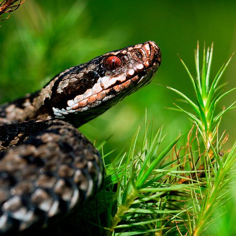 Suolisto ei sulata. Kuva: <span class="photographer">Getty Images</span>
