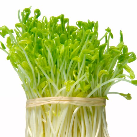 Verso saatiin varhaisilta viljelijöiltä. Kuva: <span class="photographer">iStock</span>