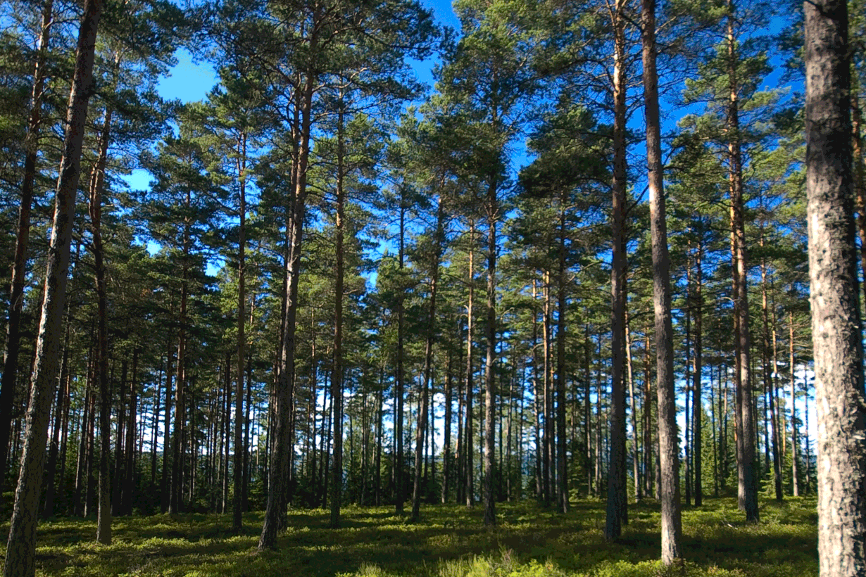 Hiilidioksidivarastoa Kemiössä. Kuva: Anssi Koskinen/Wikimedia Commons