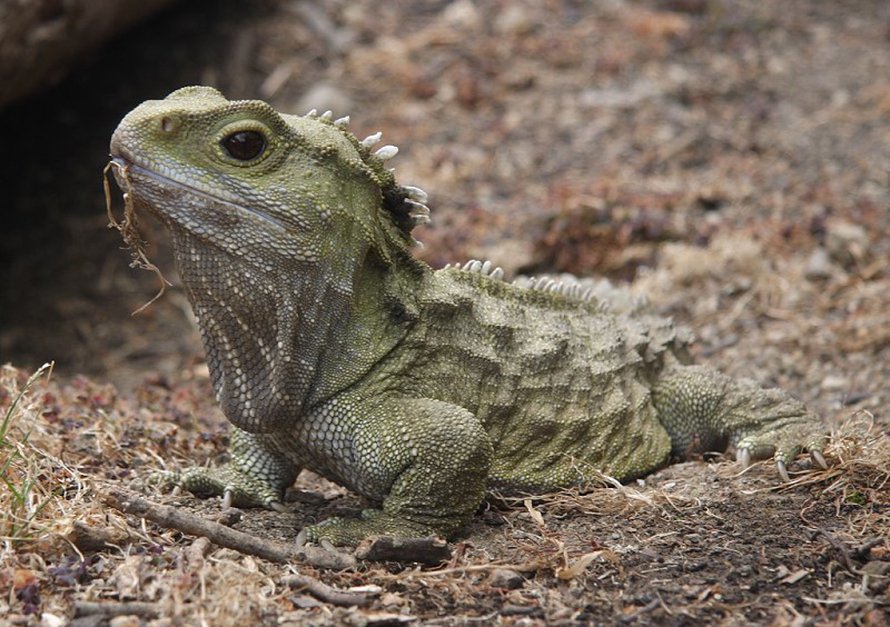 Tuatara elää Uudessa Seelannissa. Kuva: <span class="photographer">Wikimedia Commons</span>