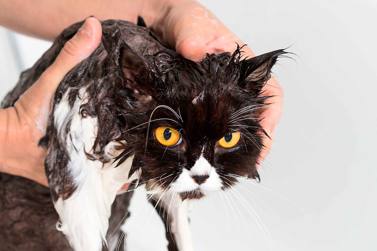 Kuva Shutterstock
