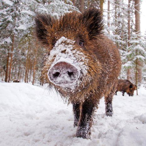 Villisika myllää maata kesät talvet. Samaa tonkimisen halua kantaa karsinassa kasvava kesypossu. Kuva: <span class="photographer">Getty Images</span>