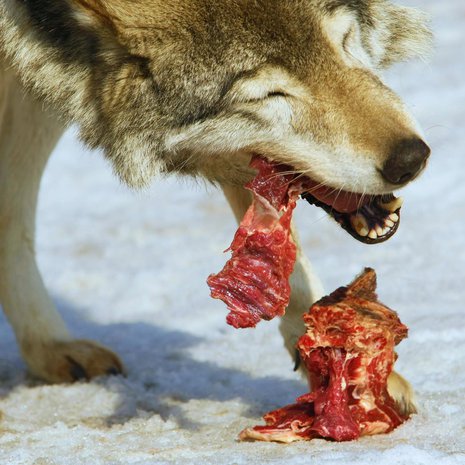 Susi kesyyntyi ihmisen kaveriksi ylijäänellä ruoalla. Kuva: <span class="photographer">Vasily Smirnov/Shutterstock</span>