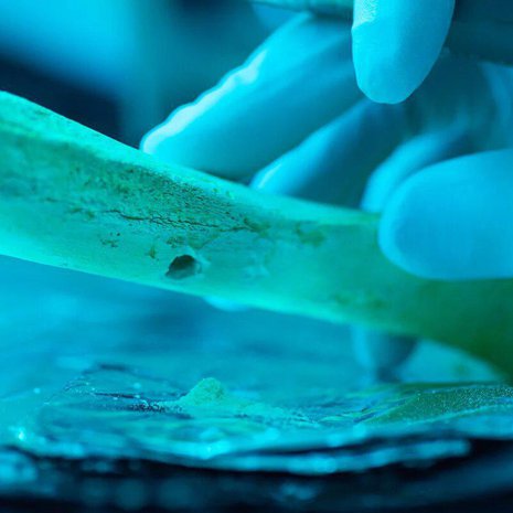 Geneetikot eristivät muinaisten vanhempien dna:ta vainajien luusta ja löysivät aineiston geeneistä sukulaisuussuhteita. Kuva: <span class="photographer">MPI for Evolutionary Anthropology</span>