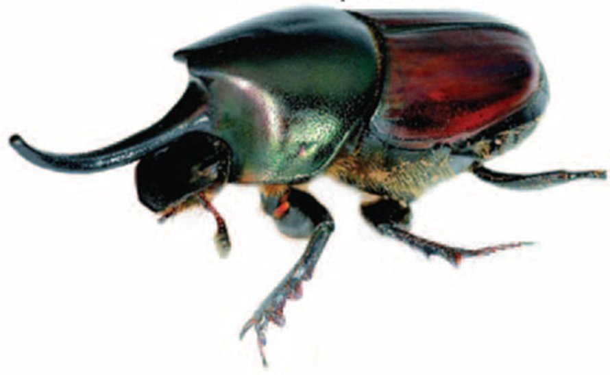 Kuva: <span class="photographer">National Academy of Sciences</span>