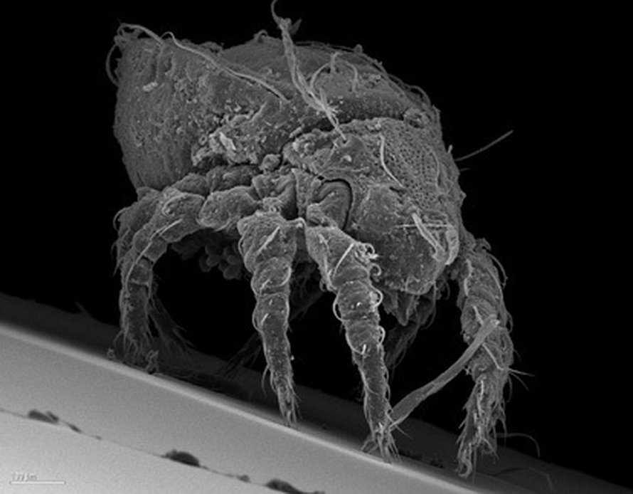 Platynothrus
perltifer -punkkinaaras on noin 800 µm pituinen.
Kuva: <span class="photographer">Katja Domes</span>